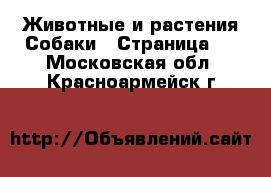 Животные и растения Собаки - Страница 4 . Московская обл.,Красноармейск г.